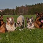 Hütehunde bei der Arbeit