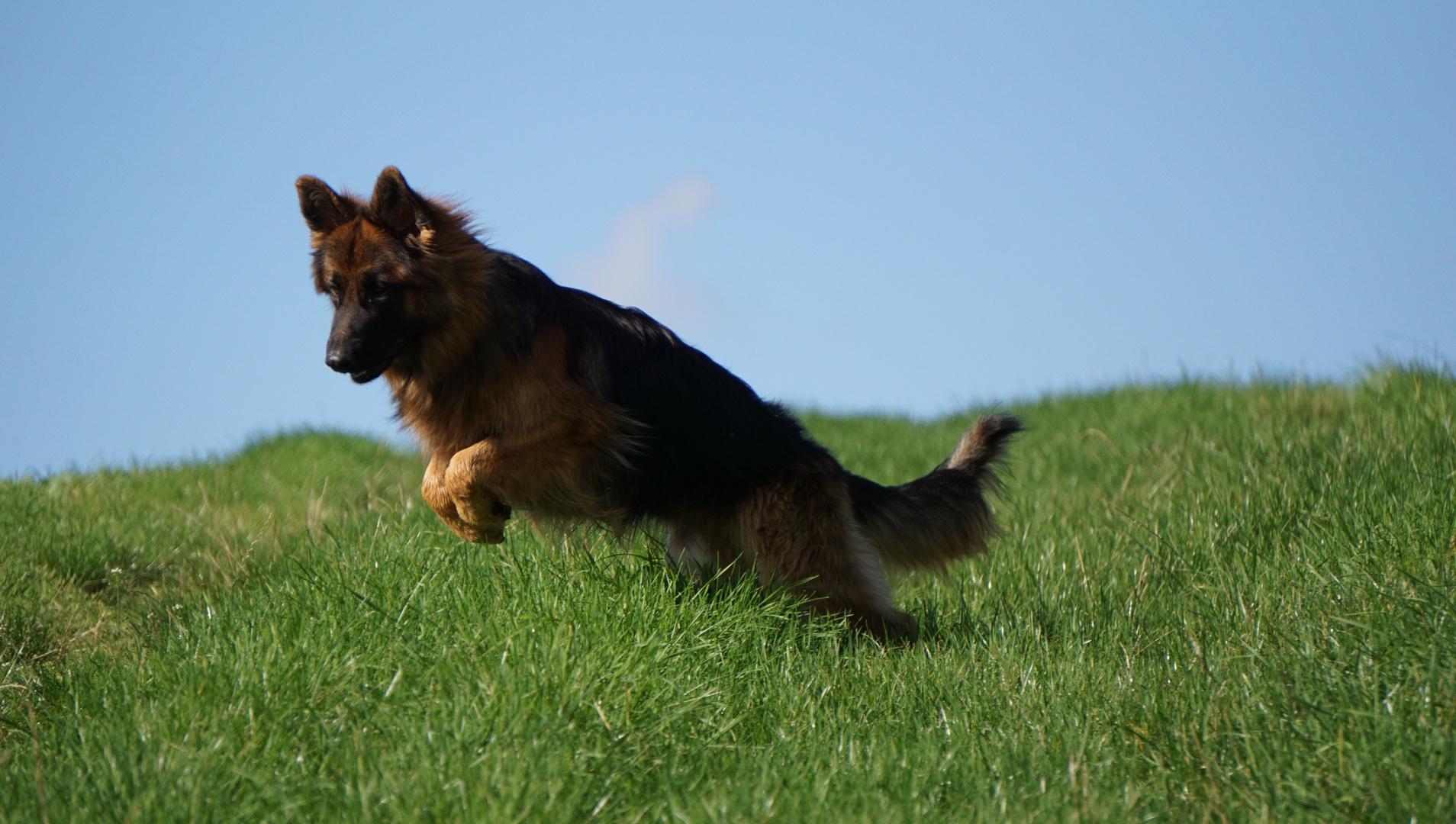 Hütehunde bei der Jagd