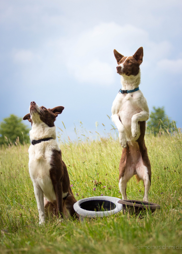 Hütehunde.bei.der.Arbeit.