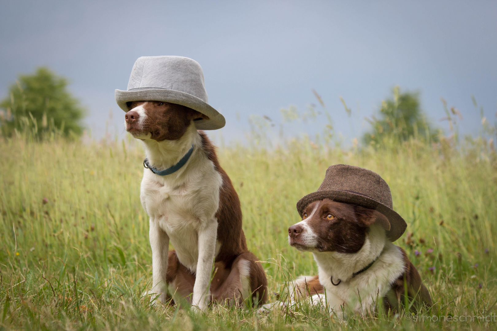 Hüte+Hunde=Hütehunde