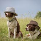 Hüte+Hunde=Hütehunde