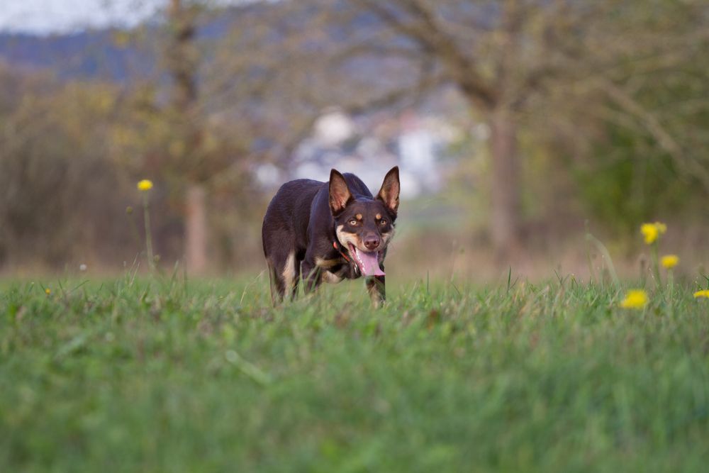 Hüten Foto & Bild tiere, haustiere, hunde Bilder auf