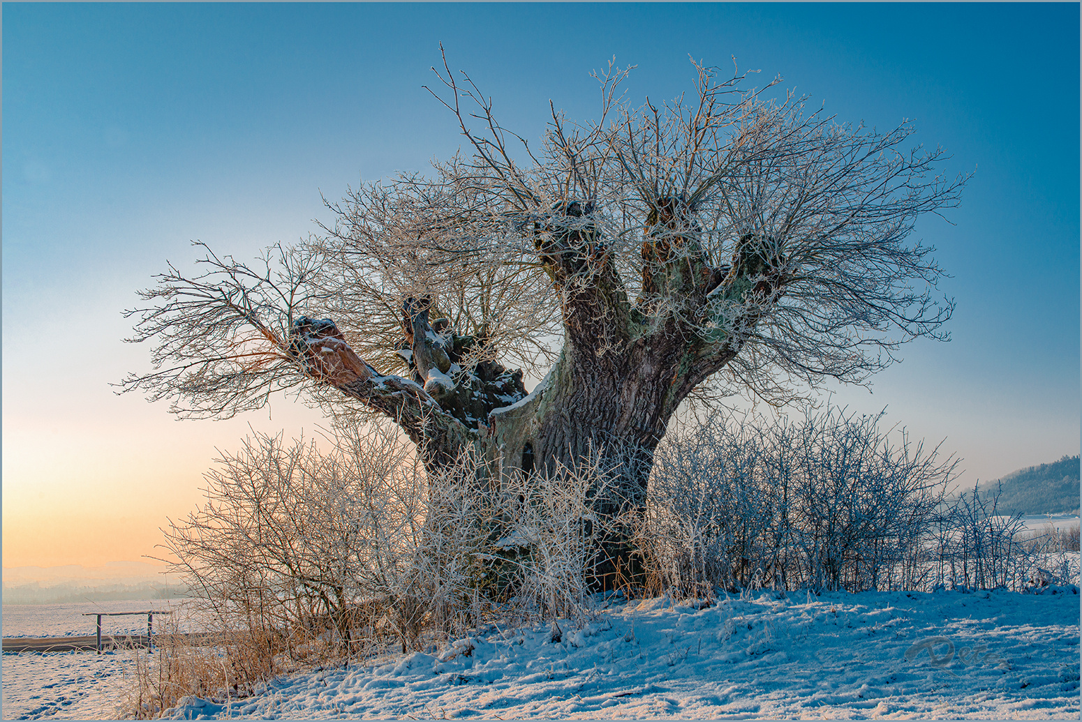 Hüter des Feldes, eiskalte Morgenröte.