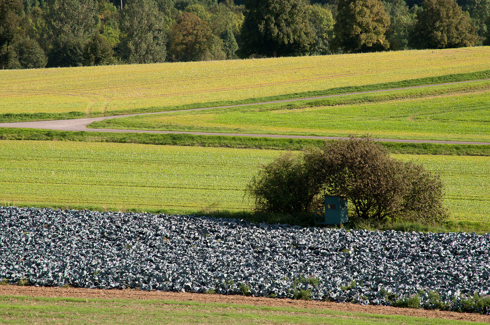 Hüter des Kohlfelds