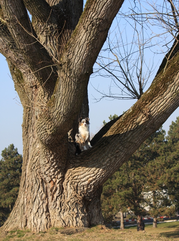 - Hüterin des Baumes -