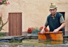 Hütt schniide mer s' Suurchrutt ...