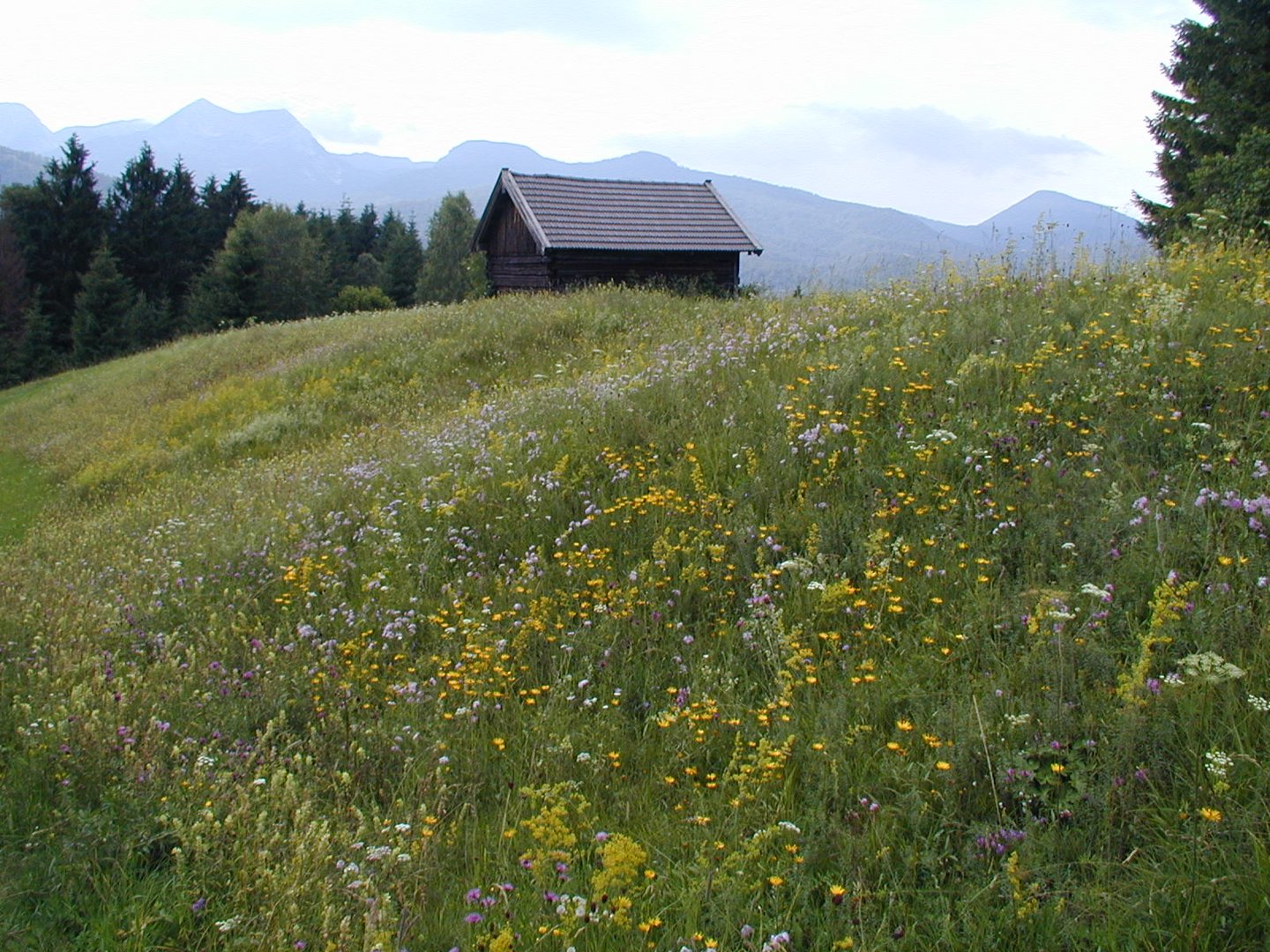 Hütte