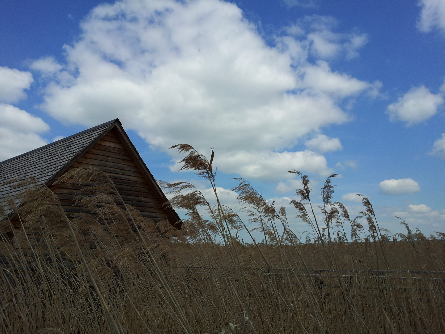 Hütte am Federsee