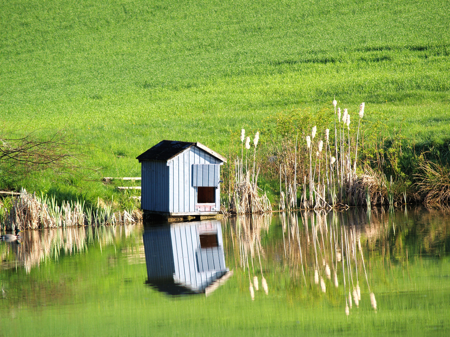 Hütte am Teich