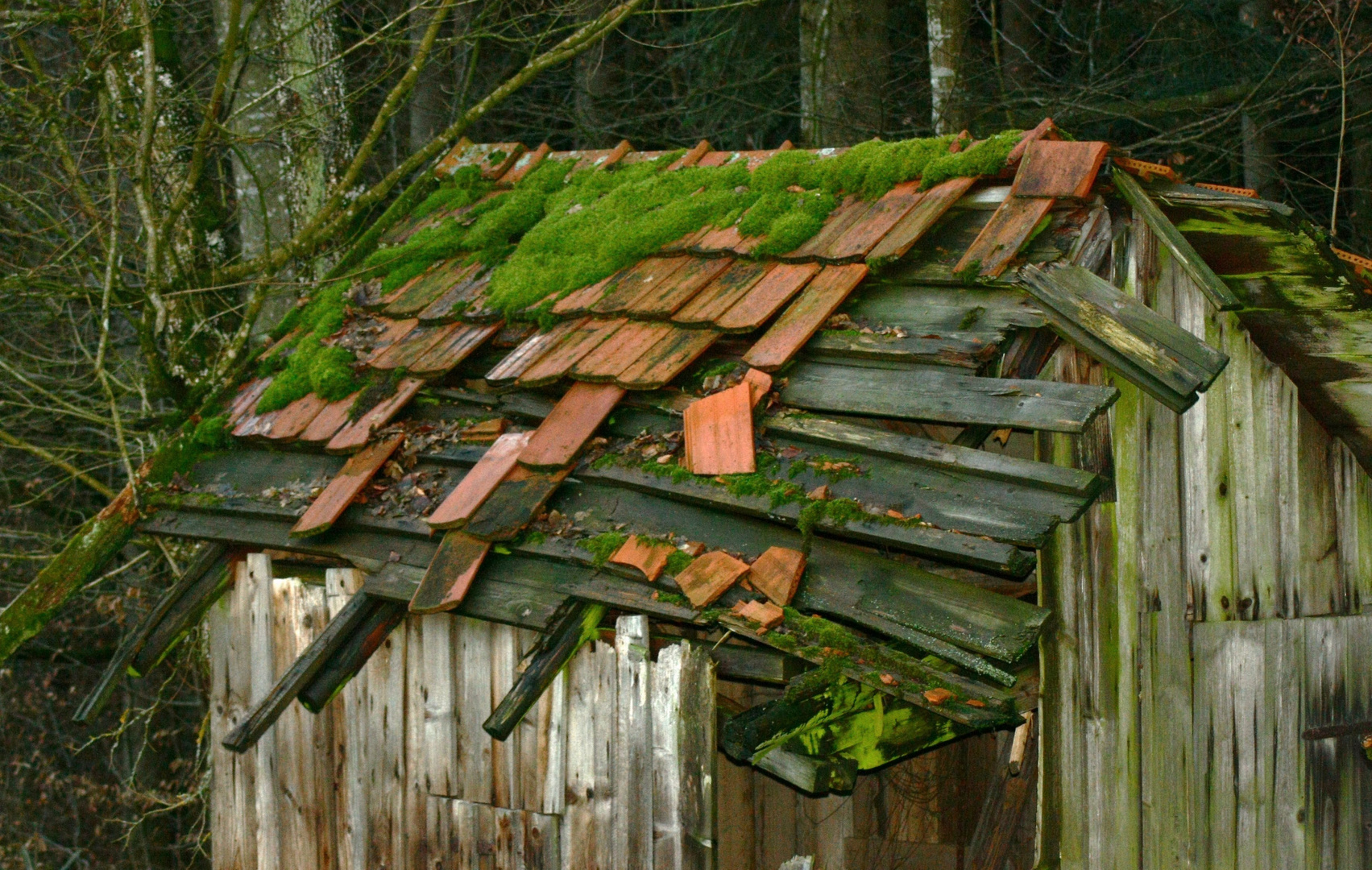 Hütte am Waldesrand