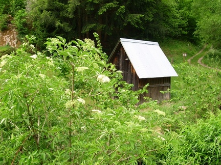 Hütte am Waldrand