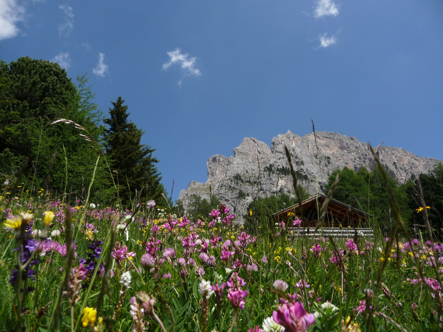 Hütte im Blütenmeer beim Tubla Bauernhof-Grödnertal,Juni 2010