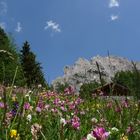 Hütte im Blütenmeer beim Tubla Bauernhof-Grödnertal,Juni 2010