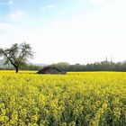 Hütte im Raps