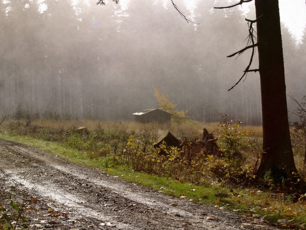 Hütte im Wald