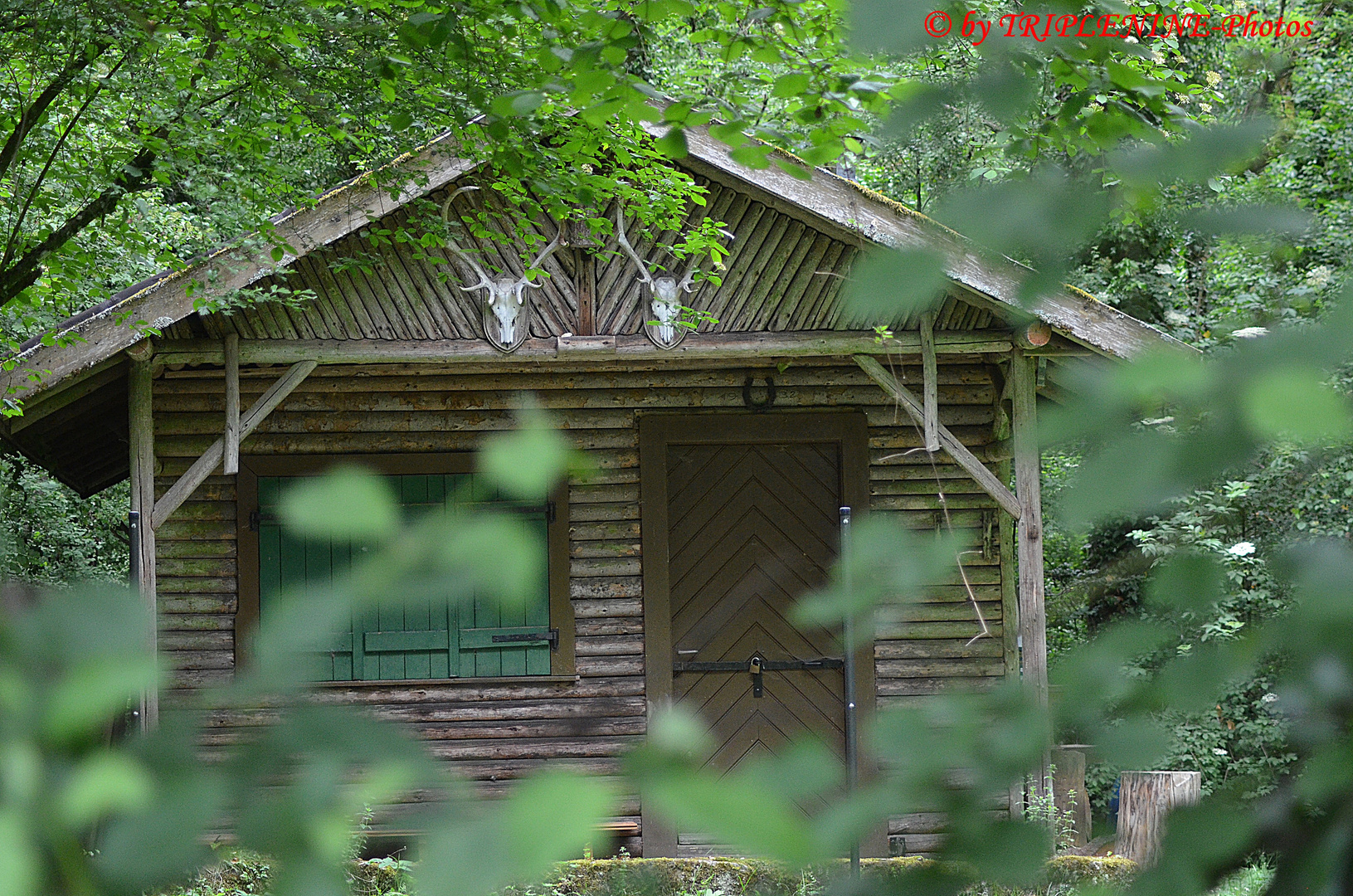 Hütte im Wald