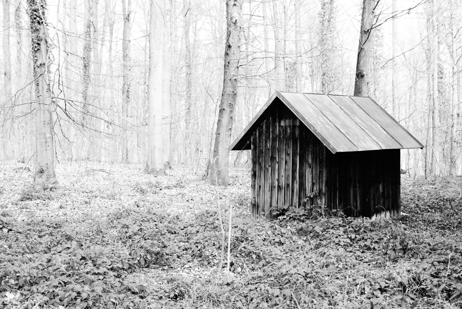 Hütte im Wald 