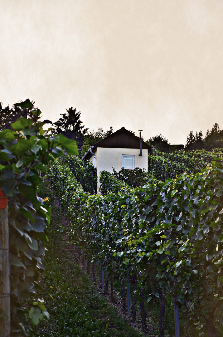 Hütte im Weinberg