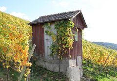 Hütte im Weinberg