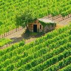 Hütte in den Reben eines Weinguts bei Montalcino (Brunello)