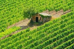 Hütte in den Reben eines Weinguts bei Montalcino (Brunello)