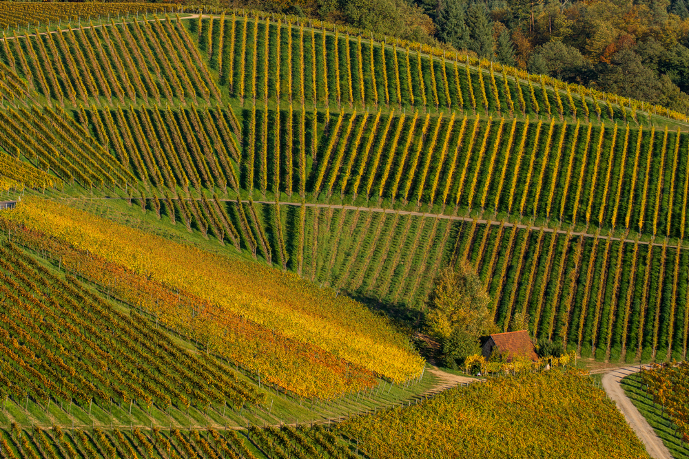 Hütte in den Weinbergen