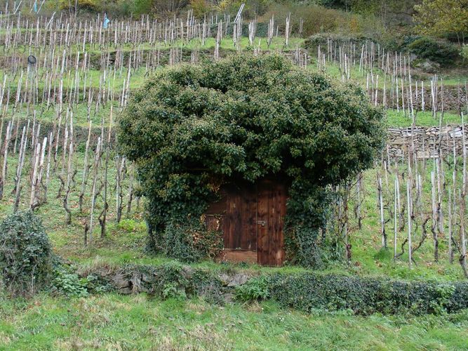 Hütte mit Pflanzen