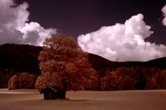 Hütte unterm Baum