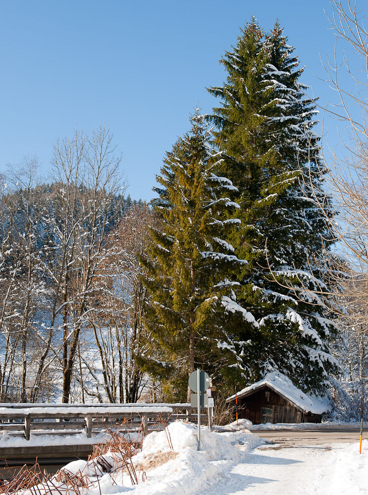 Hütte unterm Baum