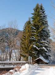 Hütte unterm Baum