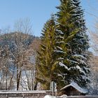 Hütte unterm Baum