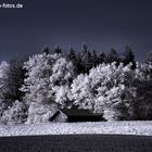 Hütte vor Wald in Infrarot