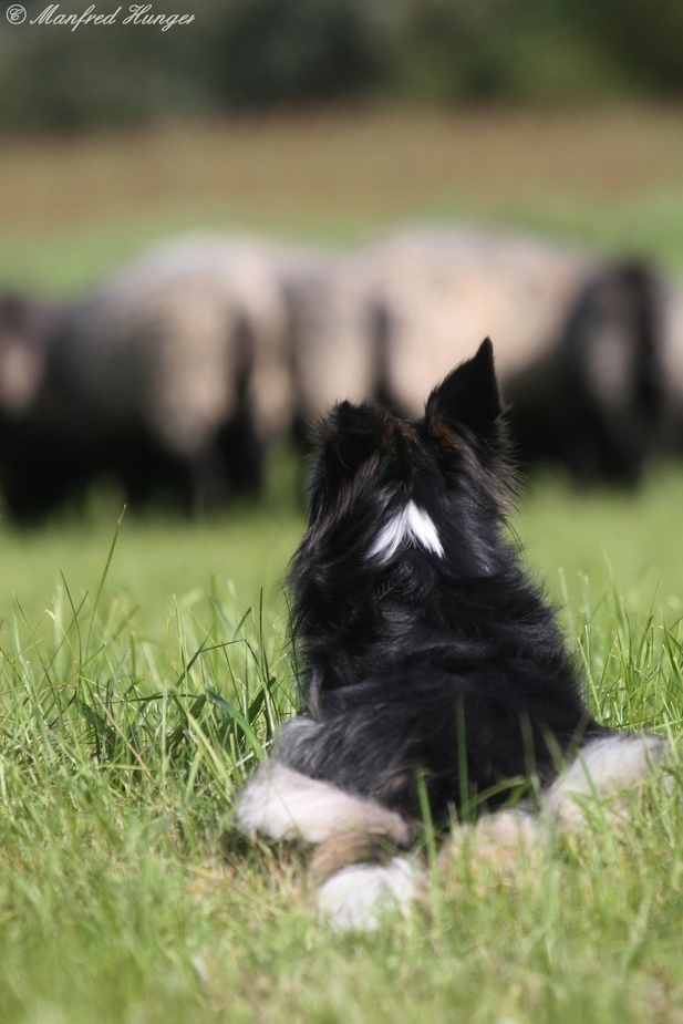 Hüttehund bei der Arbeit - Rück-Ansicht ;-)