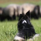 Hüttehund bei der Arbeit - Rück-Ansicht ;-)