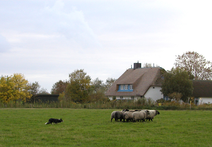 Hüttehund beim üben