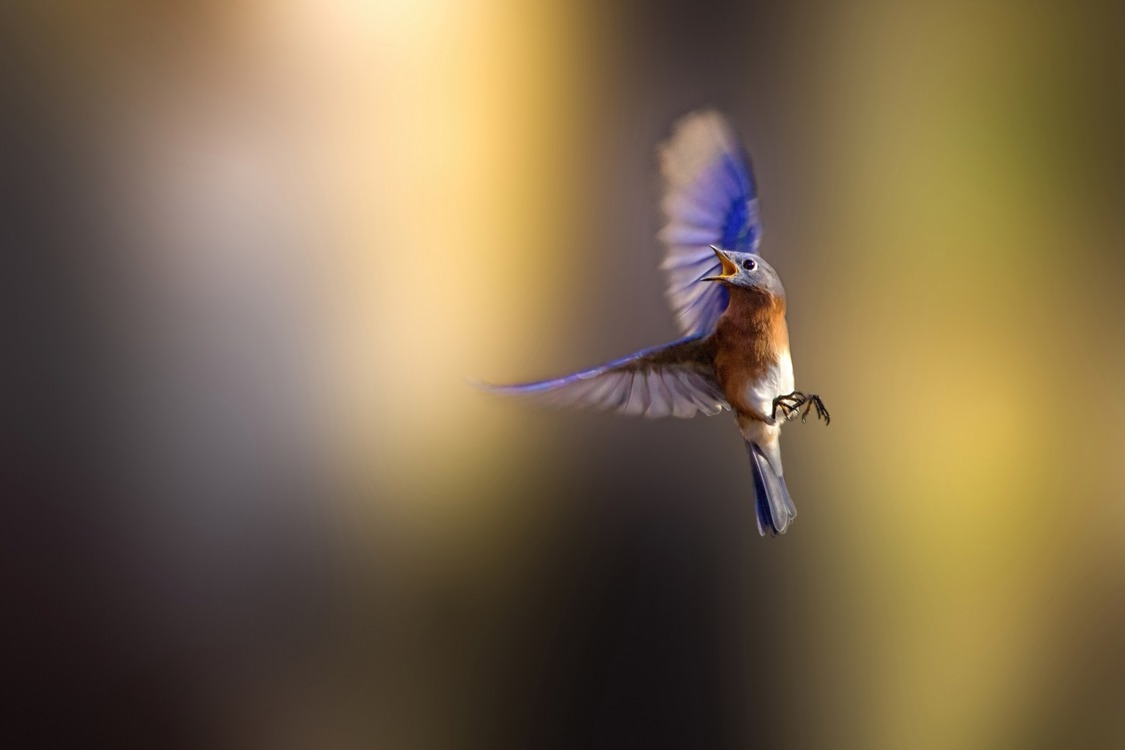 Hüttensänger Eastern Bluebird