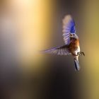 Hüttensänger Eastern Bluebird