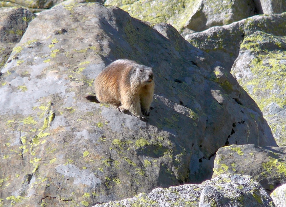 Hüttentour 2009- Murmeltiere ...