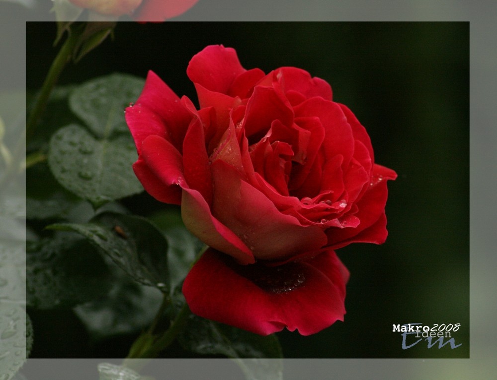 Hüttersdorfer Rose