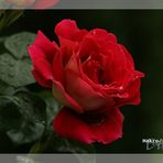 Hüttersdorfer Rose