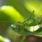 Hüüü-Hüpf in die neue Woche