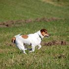 Hüüühhh kleines Pferdchen.........