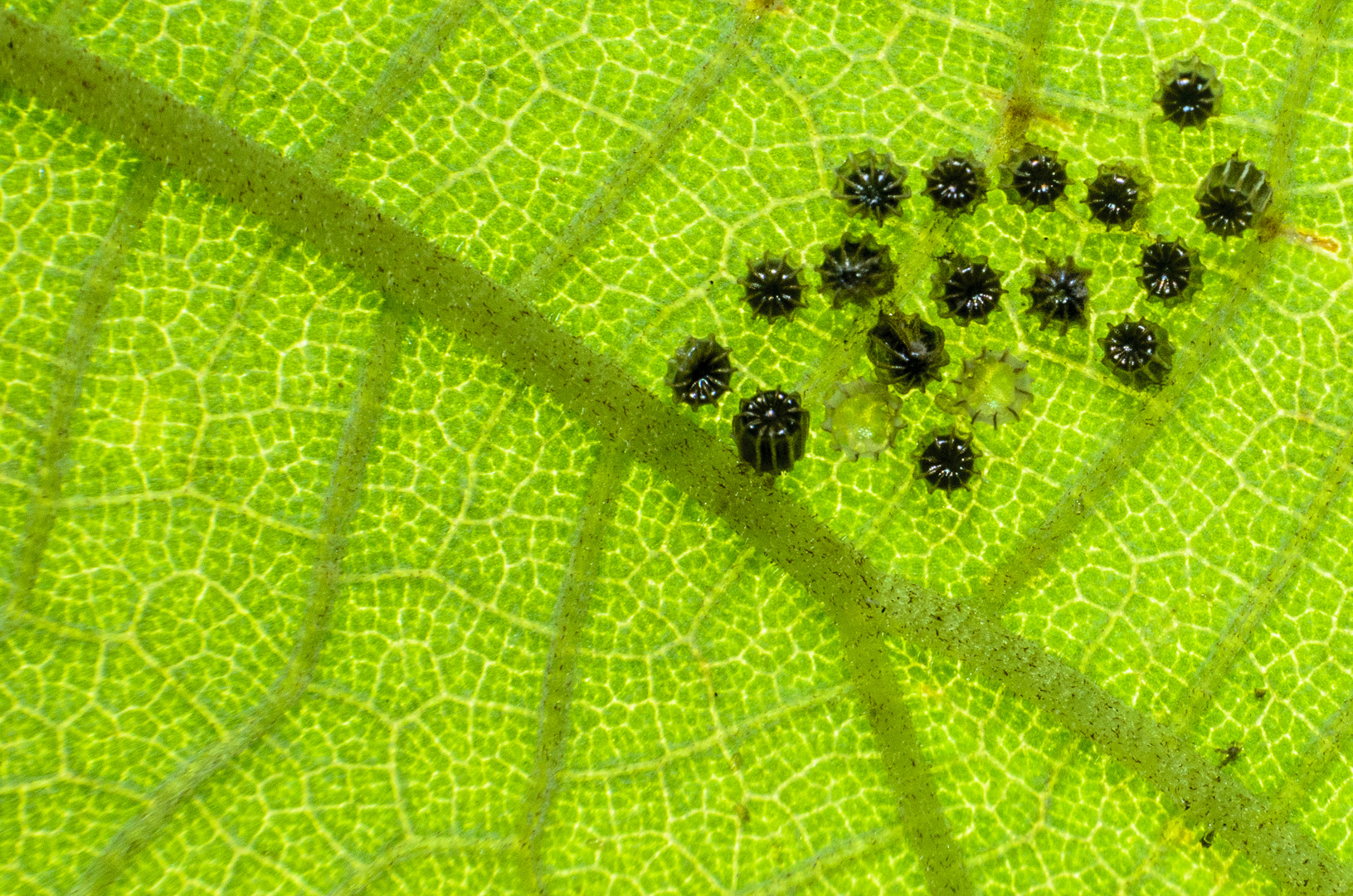 HUEVOS DE MARIPOSA