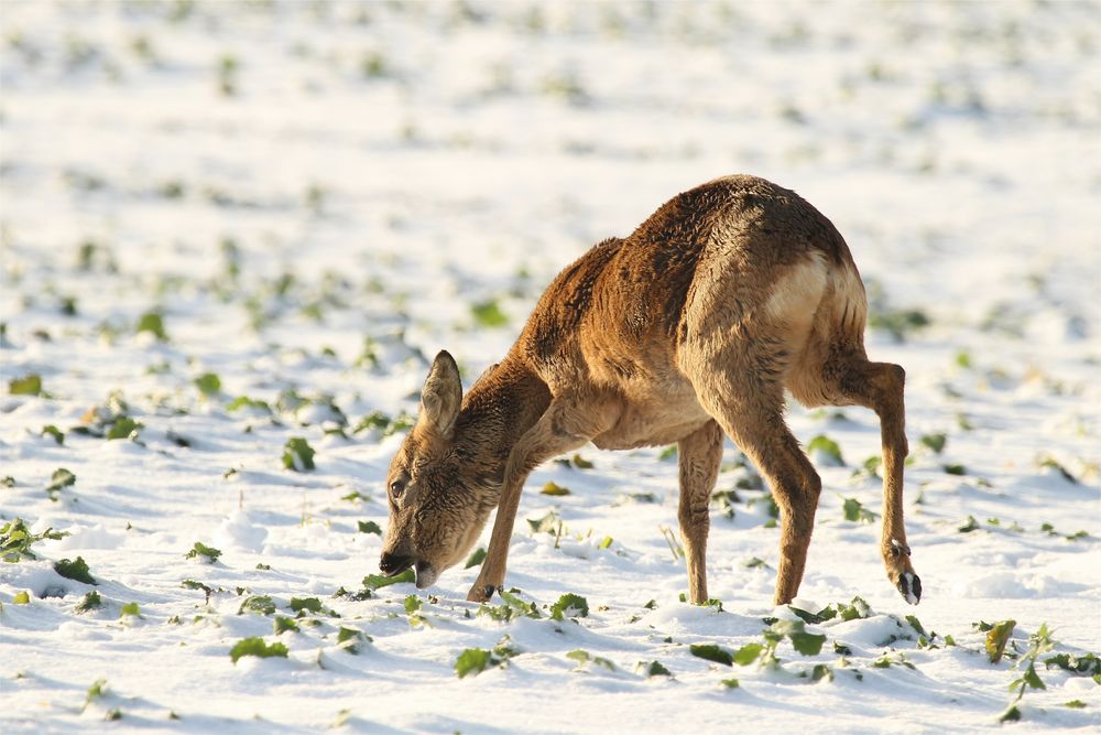 Huf voll Schnee... Reh im Raps