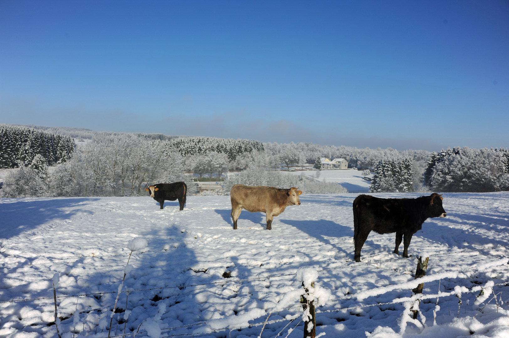 Hufe im Schnee