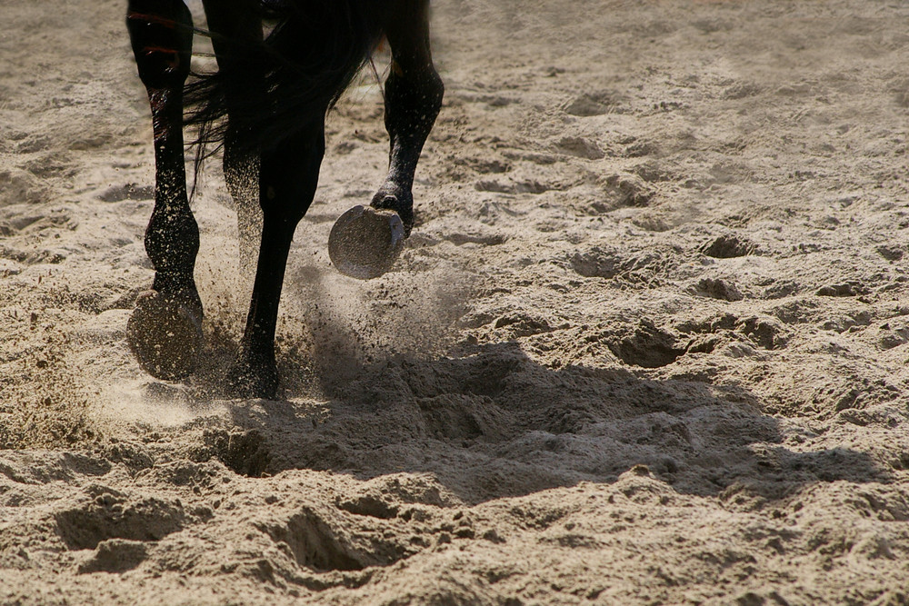 Hufe peitschen den Sand