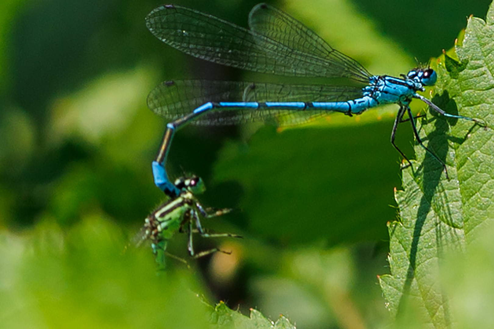 Hufeisen-Azurjungern-Tandem