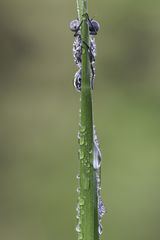  Hufeisen-Azurjungfer 