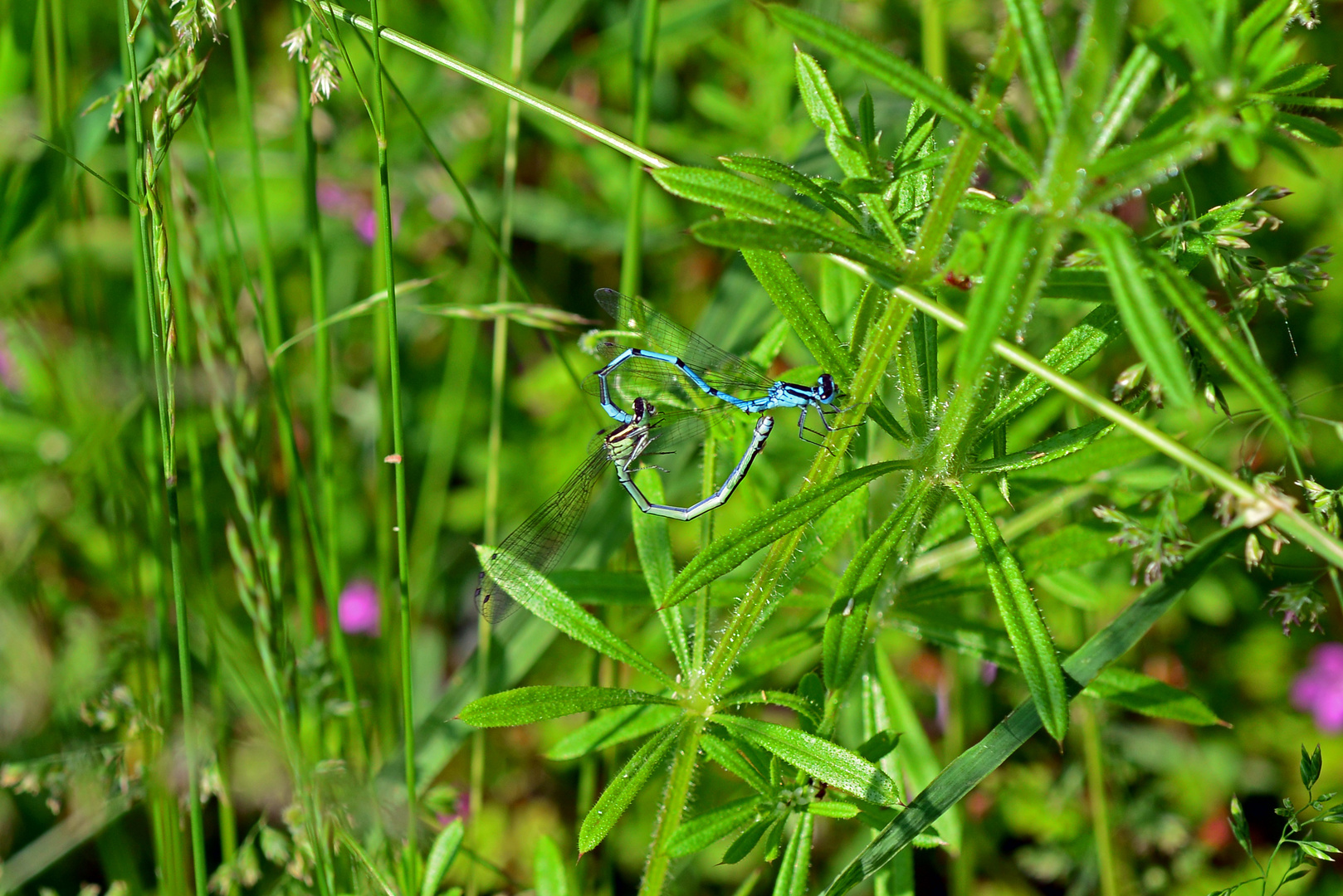 Hufeisen-Azurjungfer