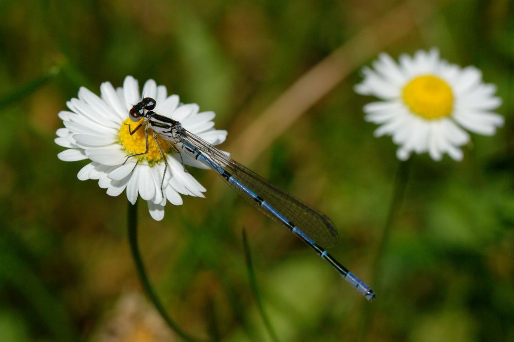 Hufeisen-Azurjungfer auf Gänseblümchen